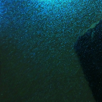 PACIFIC LAGOON