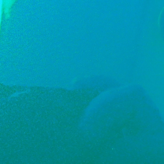LAGOON TEAL