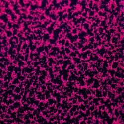 CANDY FUCHSIA PINK 2 COAT KIT (2 lbs.)