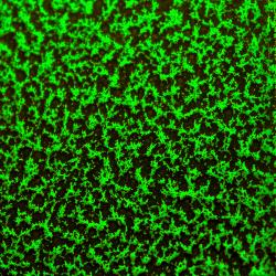 CANDY LIME GREEN 2 COAT KIT (2 lbs.)