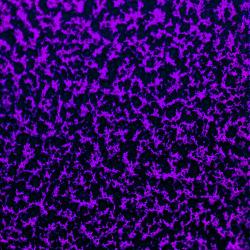 CANDY PURPLE 2 COAT KIT (2 lbs.)