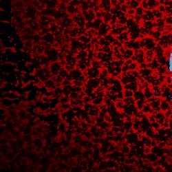 CANDY RUBY RED 2 COAT KIT (2 lbs.)