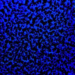 JOLLIPOP BLUE 2 COAT KIT (2 lbs.)