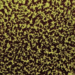 CANDY BRASS 2 COAT KIT (2 lbs.)