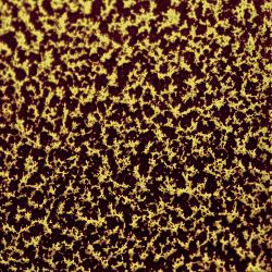 CANDY GOLD 2 COAT KIT (2 lbs.)