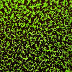 SHOCKED YELLOW 2 COAT KIT (2 lbs.)