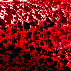 CANDY RED 2 COAT KIT (2 lbs.)