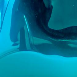 AQUA CHROME (Dormant)