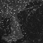 BLACK STERLING BLAZE