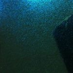 PACIFIC LAGOON