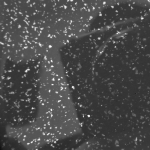 CHARCOAL STERLING BLAZE