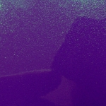 JUNE BUG