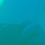 LAGOON TEAL